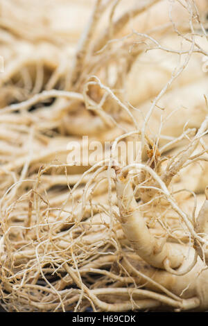 Macro di estratto secco di radici di ginseng,messa a fuoco selettiva con sfocatura dello sfondo. Foto Stock