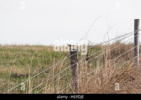 Meadow Pipit in tipica posa seduta su un post Foto Stock