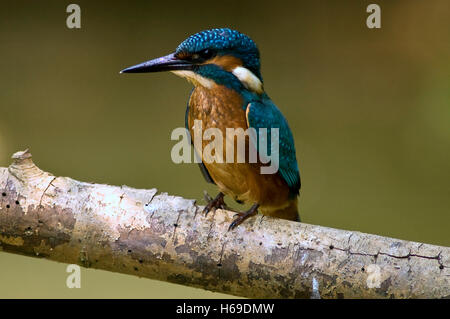 Un bambino Kingfisher Foto Stock