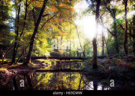 Blackwater, New Forest, Hampshire, Inghilterra, Regno Unito Foto Stock