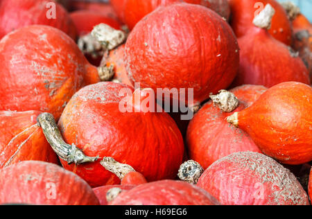 Appena raccolto red kuri squash Foto Stock