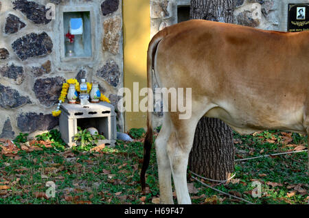 Mucca presso il cimitero di urn a wat nong khon, Hua Hin, Thailandia Foto Stock