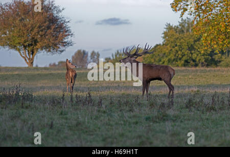 Red Deer (STAG) -Cervus elaphus, soffietti accanto a hind durante la stagione di solchi. Regno Unito Foto Stock
