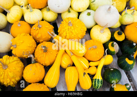 Un assortimento di piccolo giallo verde bianco e si schiaccia sul display a Helmsley Walled Garden North Yorkshire England Regno Unito Foto Stock