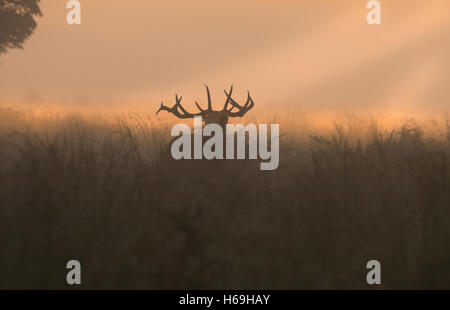 Red Deer(Stag)- Cervus elaphus muggito di sunrise durante la stagione di solchi. Regno Unito Foto Stock