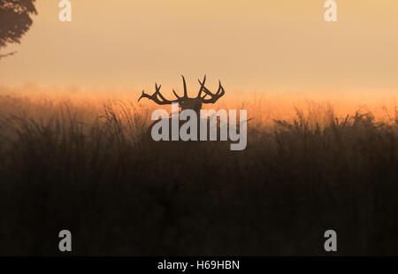 Red Deer (STAG) -Cervus elaphus, soffietti di sunrise durante la stagione di solchi. La Scozia.