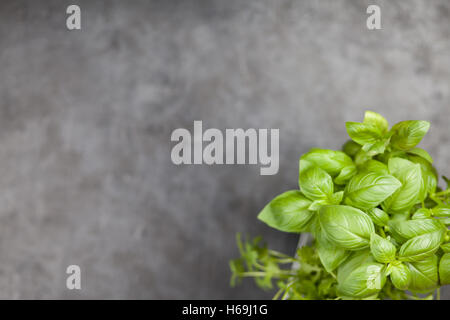 Le erbe fresche su sfondo grigio Foto Stock