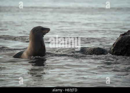 Wild sea lion nuoto in acque oceaniche costa, wildlife scena delle Galapagos isola animali. Foto Stock