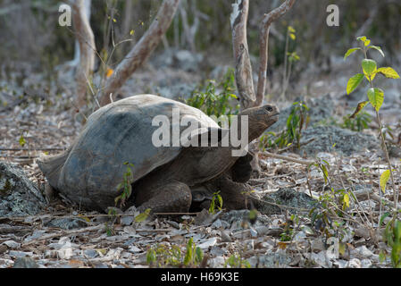 Wild la tartaruga gigante in ambiente naturale su isola Galapagos, la conservazione della fauna selvatica scena in pericolo di estinzione di specie di tartaruga. Foto Stock