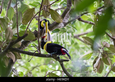 Bella tucani in una foresta pluviale tropicale del Costa Rica Foto Stock