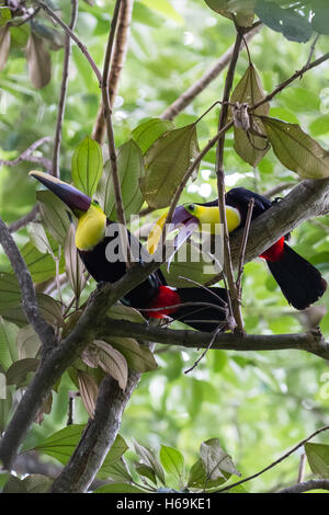 Bella tucani in una foresta pluviale tropicale del Costa Rica Foto Stock