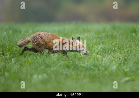 Rotfuchs, Vulpes vulpes, Red Fox Foto Stock