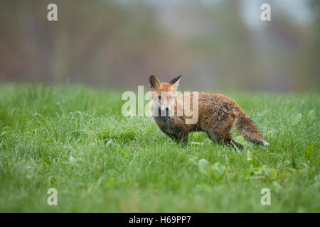 Rotfuchs, Vulpes vulpes, Red Fox Foto Stock