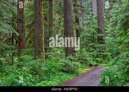 Stati Uniti d'America, Oregon, Willamette National Forest, Opal Creek Scenic Area ricreativa, sentiero attraverso lussureggianti, una vecchia foresta. Foto Stock