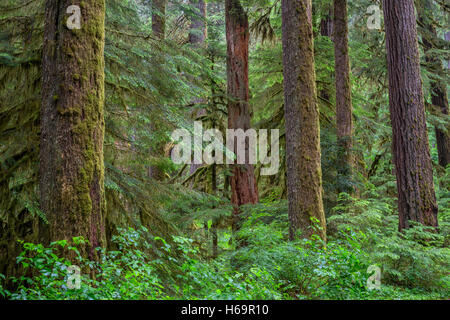 Stati Uniti d'America, Oregon, Willamette National Forest, Opal Creek Wilderness, lussureggianti, una vecchia foresta con abete di Douglas e western hemlock. Foto Stock