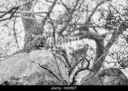 Leopard su rocce in bianco e nero nel Parco Nazionale di Kruger, Sud Africa. Foto Stock