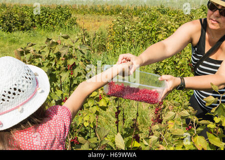 A Mareuil, Francia - 01 Agosto 2016 : donne e bambini che pick curants in un campo durante l'estate 2016 Foto Stock