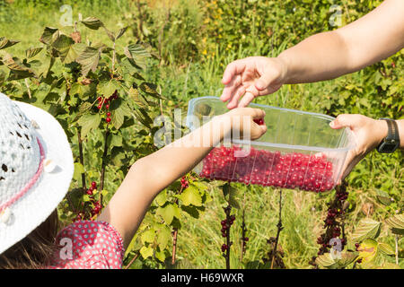 A Mareuil, Francia - 01 Agosto 2016 : donne e bambini che pick curants in un campo durante l'estate 2016 Foto Stock