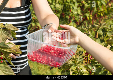 A Mareuil, Francia - 01 Agosto 2016 : donne e bambini che pick curants in un campo durante l'estate 2016 Foto Stock