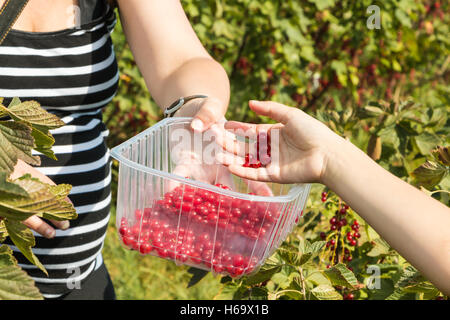 A Mareuil, Francia - 01 Agosto 2016 : donne e bambini che pick curants in un campo durante l'estate 2016 Foto Stock