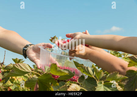 A Mareuil, Francia - 01 Agosto 2016 : donne e bambini che pick curants in un campo durante l'estate 2016 Foto Stock