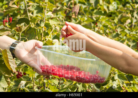 A Mareuil, Francia - 01 Agosto 2016 : donne e bambini che pick curants in un campo durante l'estate 2016 Foto Stock