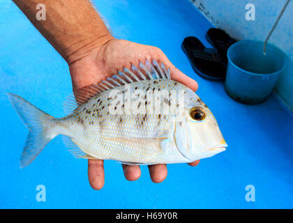 Porgy, chiamato anche scup catturati sulla pesca barca partito off Islamorada in Florida Keys. Foto Stock