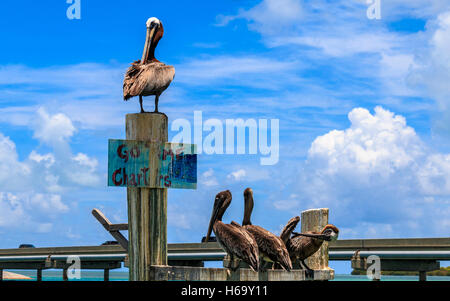 Brown pelican, chiamato anche Florida pellicani (Pelecanus occidentalis), stando in piedi sui posti in Islamorada in Florida Keys. Foto Stock