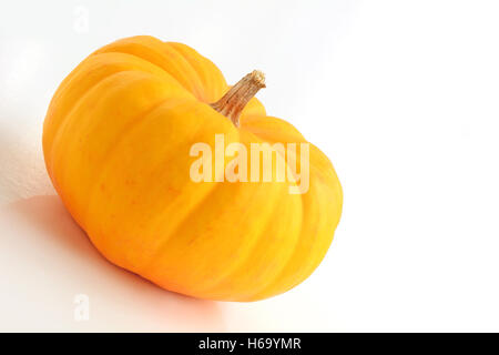 Golden zucca in miniatura su sfondo bianco shot nella luce naturale. Formato orizzontale con una stanza per il tuo testo. Foto Stock