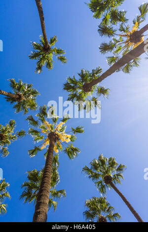 Alberi di Palma contro un cielo blu. Foto Stock