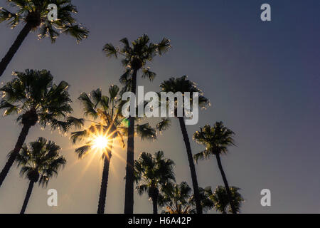 Alberi di Palma contro un cielo blu. Foto Stock