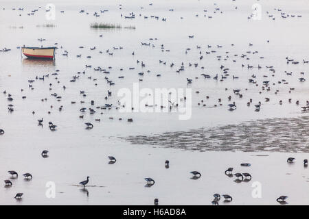 Gommoni e molte centinaia di Brent oche sulle velme come la marea sale Foto Stock