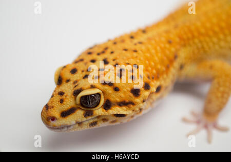 Close Up di ripresa macro di un mandarino maschio Gecko di Leopard Foto Stock