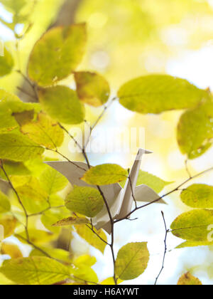 Carta Origami gru seduto su un ramo in autunno la natura Foto Stock