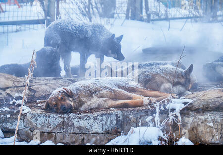 Senzatetto i cani in inverno tempo di riscaldamento sul sanitario ben Foto Stock