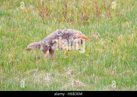 Coyote spolvero per la sua preda Foto Stock