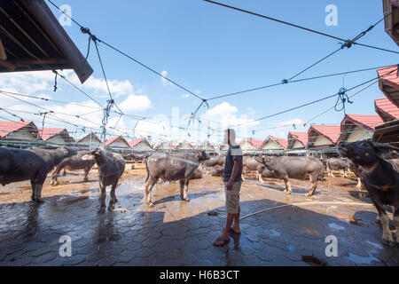 Mercato di bufalo o popolare il nome locale Pasar Bolu. Il mercato per la negoziazione dei bufali per il sacrificio nel corso di cerimonie funebri. Foto Stock