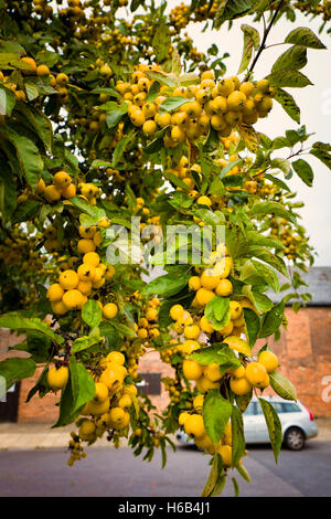 Giallo dorato frutto su un granchio ornamentali-melo dotato in un paesaggio urbano garden Foto Stock