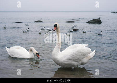 Due cigni bianchi che galleggiano sul mare Foto Stock