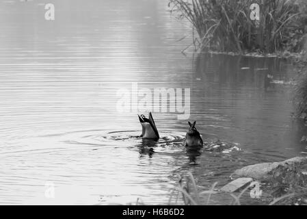 Ponte sul fiume Drava con una fontana Foto Stock