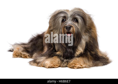 Bella giacente dal pelo lungo Bichon Havanese cane Foto Stock