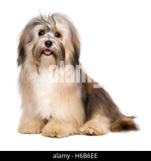 Bella giovane felice Bichon Havanese cane Foto Stock