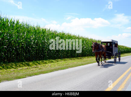 Cavallo e amish buggy su strada in Pennsylvania passando il granturco dolce campo di coltivazione simon leigh giorno di estate cielo blu Foto Stock