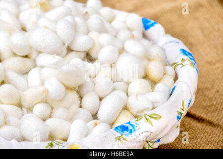 Silkworm cocoon closeup Foto Stock