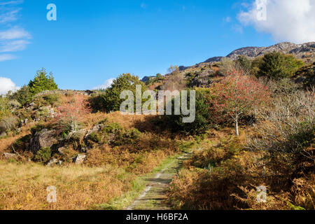 Paese sentiero nella Pedemontana di Cnicht nel Parco Nazionale di Snowdonia in autunno. Croesor, Gwynedd, Wales, Regno Unito, Gran Bretagna Foto Stock