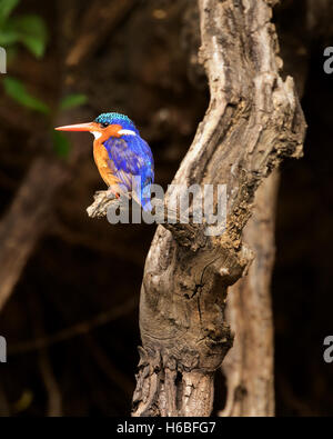 Malachite Kingfisher (Corythornis cristatus) Foto Stock