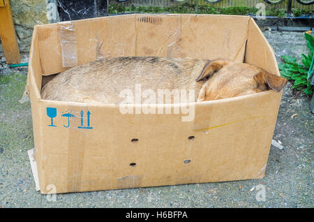 Senzatetto triste cane dorme nella casella sulla strada Foto Stock