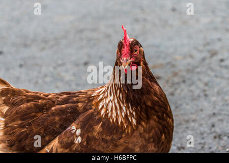 Un pollo Foto Stock