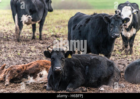 Mucche in un campo Foto Stock