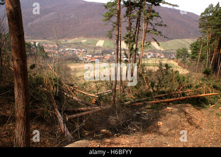 Tagliare alberi di pino nella foresta con vista del villaggio dal su per la collina Foto Stock